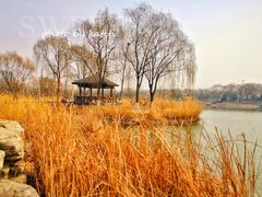 -大兴滨河森林公园