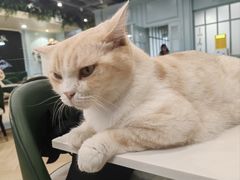 -安格丽娜·狗咖·猫咖羊驼咖(春熙路百盛商场店)