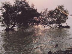 -宝安西湾红树林湿地公园