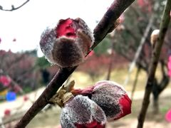 -南国桃园旅游度假区