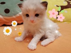 -70cat德文卷毛猫·缅因猫纯种猫舍