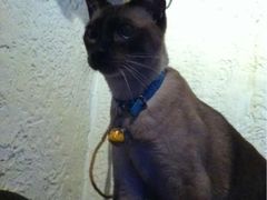 thumbCAWRYETX-Sirena海妖日咖夜酒