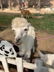 -上美四季动物农场