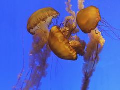 -上海海洋水族馆