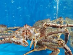 -岛中岛·海鲜大排档·万宁老字号(东澳店)