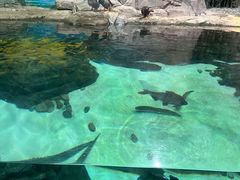 -上海海洋水族馆