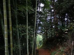 -杨家堂村