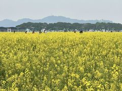 -长洲岛