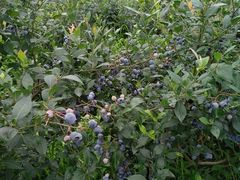 -金谷域澳洲庄园