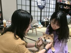 -逗柴咖啡屋·狗咖猫咖宠物桌游