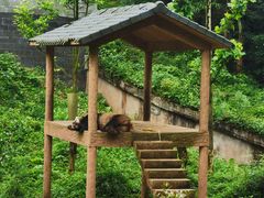 -中国大熊猫保护研究中心雅安碧峰峡基地