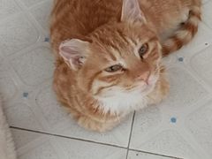 -瑞派宠物医院·中兽医专科(中央商城分院)