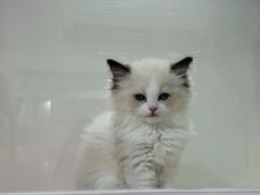 -青奢宠物·青奢猫舍