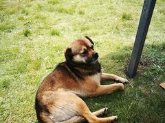 景点-祁连山草原