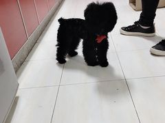 -帕帕拉兹宠物(亚洲旗舰店)