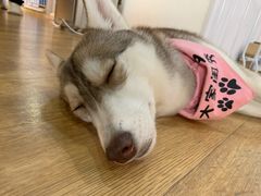 -Husky Go! 哈士奇体验馆·宠物咖啡厅狗咖