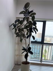 -HEYAN荷妍专业脱毛连锁机构