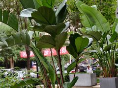 -Margherita雏菊意大利餐厅(雅颂庭购物中心店)