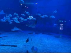 -烟台海昌鲸鲨海洋公园