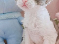 -十年猫舍·猫咪专门店(普陀店)