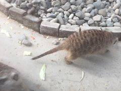 -呀路古热带植物园