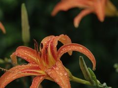 -陈家山荷花公园