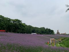 -大塘金香草谷