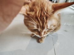 -平行世界·猫咖(首经贸店)