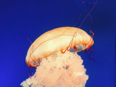 -南昌融创海世界