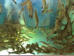 -珍宝海鲜坊(樟宜NSRCC店)