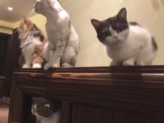 -more than meow吴止猫主题餐厅(承德 中船汇店)