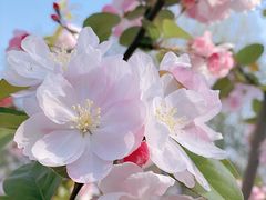 -海棠花溪(元大都城垣遗址公园)