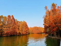 -上海海湾国家森林公园