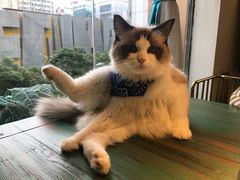 -喵喵咪呀布偶猫咖(春熙路店)
