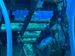 -珠海长隆海洋王国