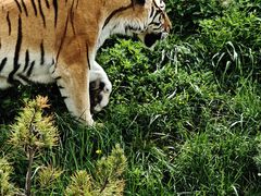 -青藏高原野生动物园