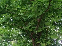 -银树楼(紫玉山庄东区店)