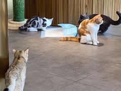 -飞行喵MR PILOT|猫舍·猫咖(静安大融城店)