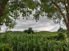 -龙坞茶村
