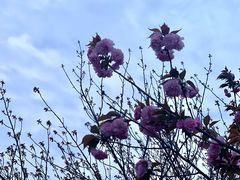 -高东镇樱花园