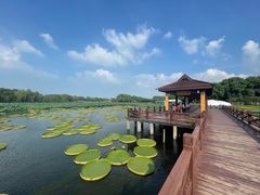 -荷塘月色湿地公园·向阳花洲