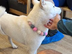 -南京Hallo宠物乐园·哈罗犬舍·柴犬繁育基地