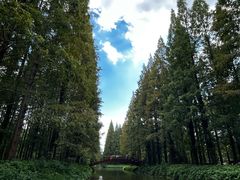 -黄海国家森林公园