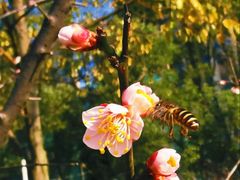 -洋湖国家湿地公园