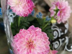 -曲阳花鸟市场(曲阳路店)