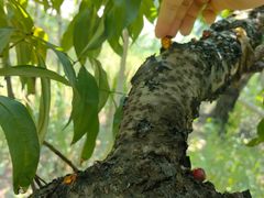 -老袁家蜜桃农场·阳山水蜜桃