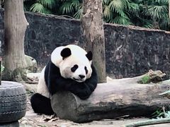 -都江堰中华大熊猫苑
