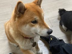 -柴犬高等学院·狗咖·柴犬售卖·宠物训练