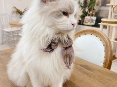 -共舞时光猫咖·狗咖(新街口店)