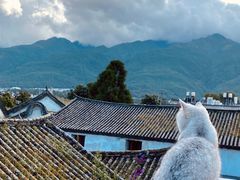 -喵屿·大理花园猫咖